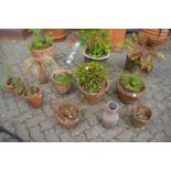 A quantity of terracotta and other plant pots containing various plants and shrubs.