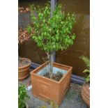A large faux terracotta square shaped planter containing a small tree.