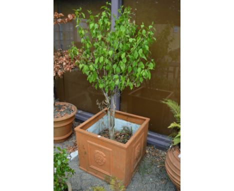 A large faux terracotta square shaped planter containing a small tree.