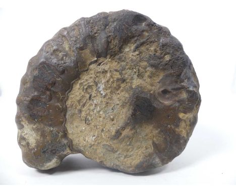 A specimen ammonite, probably Hildoceras Bifrons, Jurassic period, similar to examples found around the Yorkshire coast, w,13