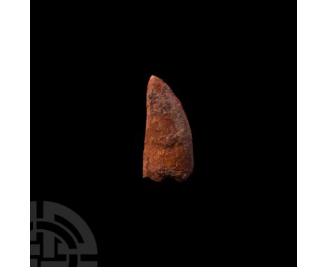 Cretaceous Period, 145-65 million years B.P. A large dinosaur tooth from Carcharodontosaurus saharicus (African T-rex) with s