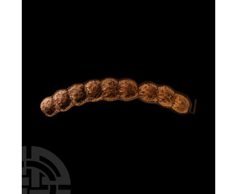 A very large Entada gigas or sea bean pod, containing nine separate sea bean segments. 419 grams, 79 cm (31 1/8 in.). From Ma