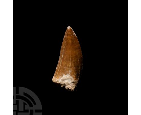 Cretaceous Period, 145-65 million years B.P. A Carcharodontosaurus saharicus (African T-rex) fossil dinosaur tooth, with serr