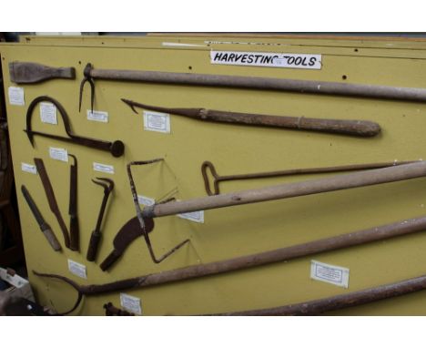A large display board of Vintage Rural Bygone Harvesting Tools to include Thaching rakes, Thatching Needle, Reaper Rake, Sick