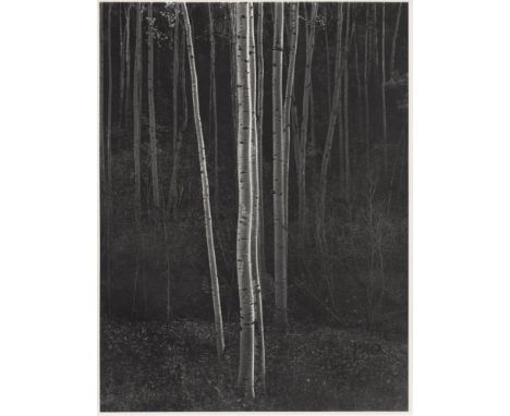 Ansel Adams (American, 1902-1984). "Aspens #1, Northern New Mexico". Original vintage photogravure. 1958. Printed 1963. Stamp