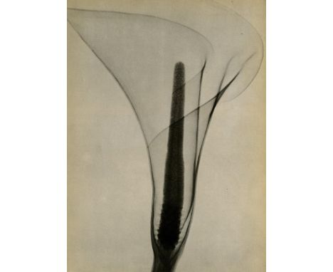 Dain L. Tasker (American, 1872-1964). "X-ray of a Lily". Original vintage photoengraving. 1930. Printed 1937. Stamped with th