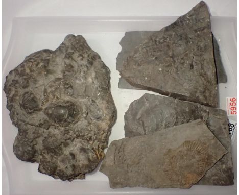 Five large mixed fossil specimens, largest L: 30 cm. Not available for in-house P&amp;P