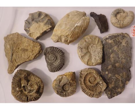 Collection of ammonite fossil specimens, largest D: 12 cm. Not available for in-house P&amp;P