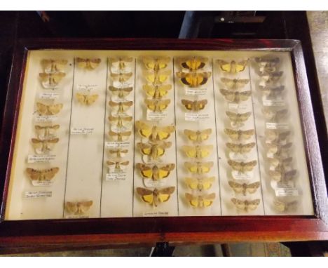 HAND CRAFTED PINE TEN DRAWER SPECIMEN GLAZED DOOR CABINET OF BRITISH BUTTERFLIES (LICENCE APPROVED)