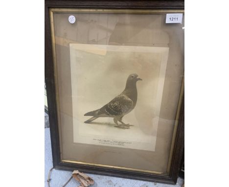 TWO FRAMED PRINTS OF CHAMPION PIGEONS PLUS A PRINT  OF GREYHOUND 'BEN TINTO' 