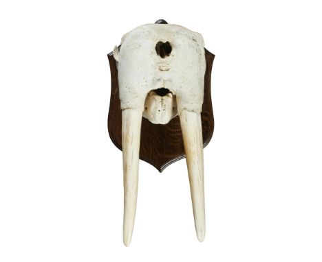 Natural History: A Walrus skull on shield, circa 1910, 53cm high
