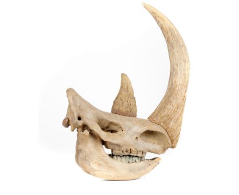 Natural History: A woolly Rhinoceros skull, Siberia, Ice Age, with replica horns, 105cm high