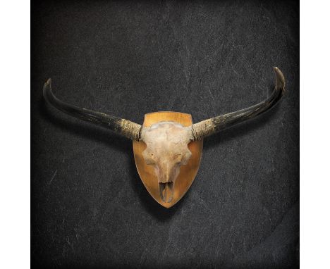 Natural History: A Steppe bison antiquus skull, Pleistocene, Yakutia, Siberia, mounted on wooden shield back plate, 130cm wid