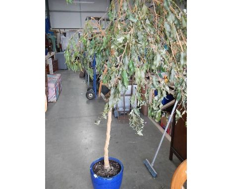 A ceramic potted tree, 2.3 metres high