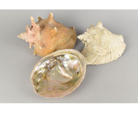 Three Conch Shells