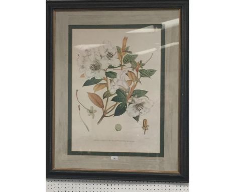 Pair of large Botanical Prints, Rhododendrons, framed and glazed, 95 x 76 including frames cm, faded 