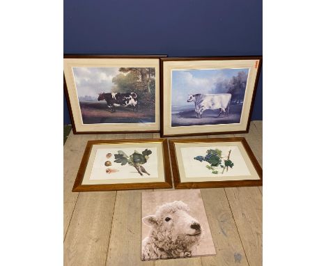 Pair framed and glazed modern coloured prints of an old short horn bull and a cow (overall 68 x 82 cm , and pair modern botan