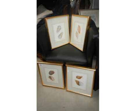 4 framed & glazed pictures of exotic sea shells