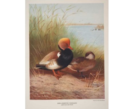 John Guille Millais - British Diving Ducks, two Vols, 72 colour, collotype or photogravure plates, 1913 first edition, number