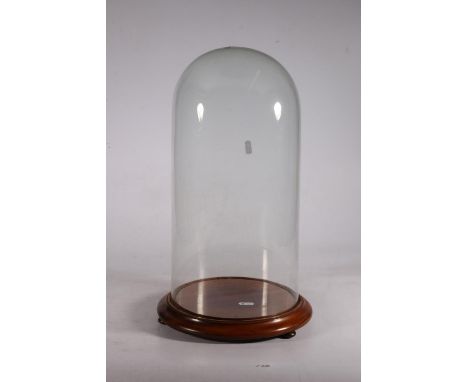 Glass dome on wood stand, probably for a taxidermy specimen, 48cm tall. 