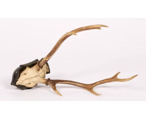   Een gewei van een edelhert, muurobject, 20e eeuw. Gemonteerd op een houten schild. Geschatte opbrengst: € 40 - € 60.       