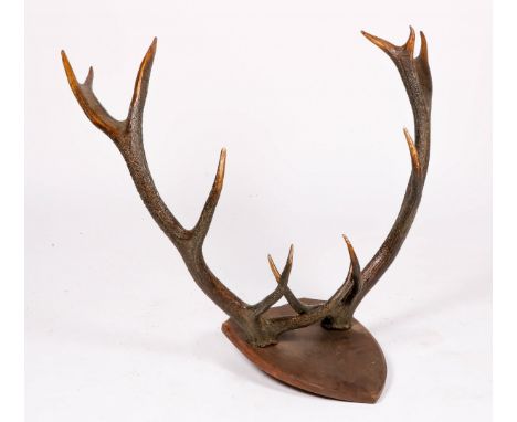   Een gewei van een edelhert, muurobject, 20e eeuw. Gemonteerd op een houten schild, B: 95 cm, H: 90 cm.        The antlers o