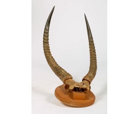   Het gewei van een gemsbok, Afrika, eerste helft 20e eeuw. Gemonteerd op een houten schild. L: 37 cm, B: 37 cm, H: 62 cm. Ge
