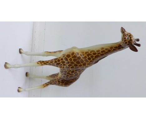 A Beswick model giraffe, 31.5cm