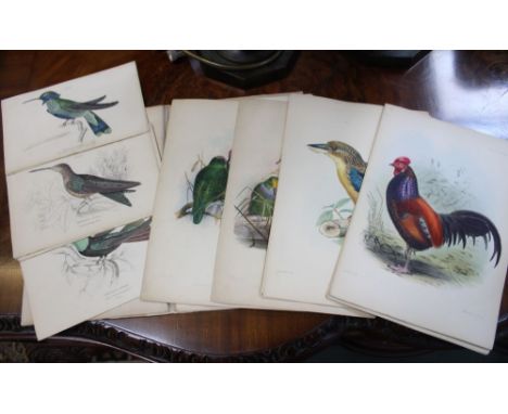 After Joseph Wolf, 28 coloured lithograph prints of exotic birds from "Proceedings of the Zoological Society of London 1849-1
