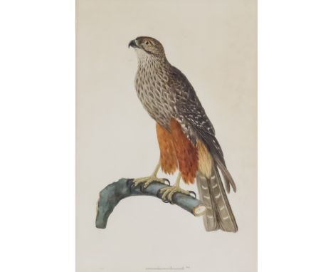 19th Century English School - Watercolour - Bird portrait - Falcon (possibly peregrine), unsigned but with scale to lower mar