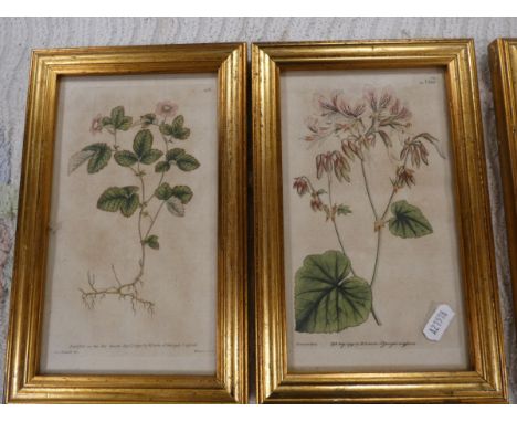 CURTIS W.&nbsp;&nbsp;3 hand col. botanical engs. in gilt frames, 1790/1791.