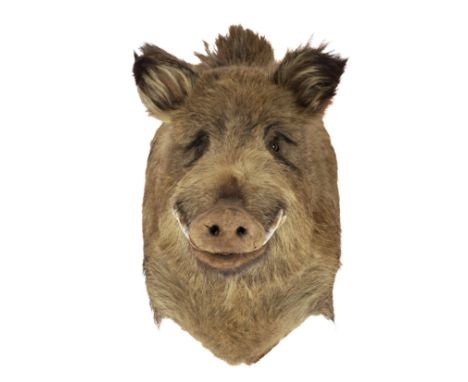 OF TAXIDERMY INTEREST: A BOAR'S HEADWith tusks and glass eyes, 51cm high