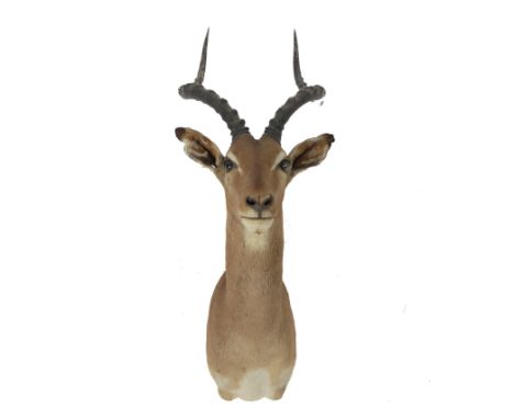 OF TAXIDERMY INTEREST: AN IMPALA HEADWith glass eyes, 97cm high