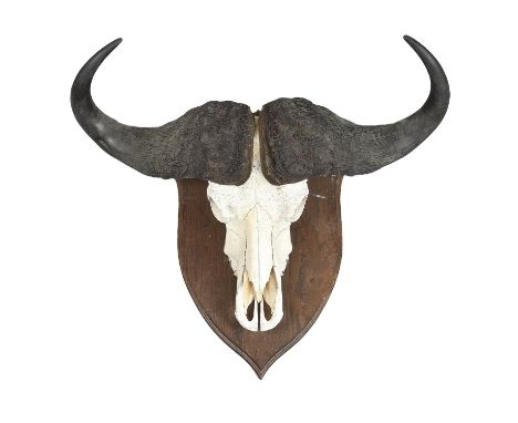 Y A cape buffalo skull mount, Syncerus caffer, second half 20th century, mounted on an oak shield, the shield 67cm high, 41cm