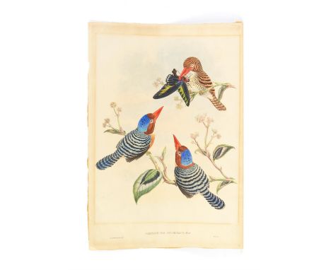 John Gould (1804-1881), Carcineutes Pulchellus. Lithograph in colours. Image size 46.5 x 35cm.  
