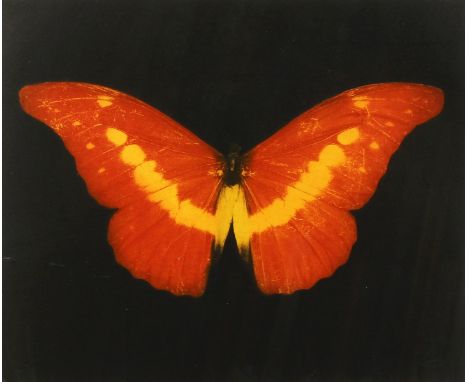 Damien Hirst, (b. 1965), red butterfly, framed print, signed in pencil 'for Daniel', paper dimensions 16" x 17.5", image dime