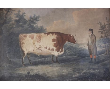 After John Boultbee (British, 1753-1812),'The Durham Ox', Engraving on paper by John Whessell (circa 1760-circa 1840),Printed