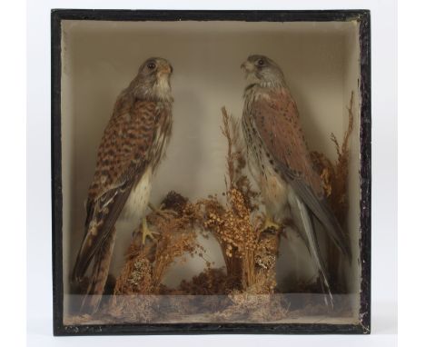 Edwardian glazed case containing pair of Kestrels perched on branches, bearing label for R. Brazener, 39cm high