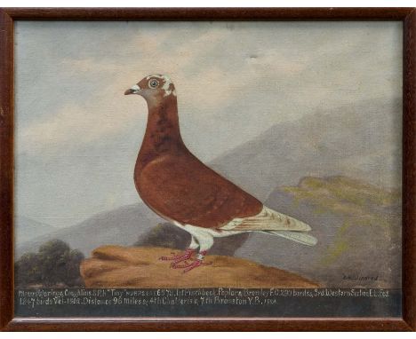 Edward Henry Windred (1875 - 1953), pair of oils on canvas - Racing Pigeons, Messrs Waring & Coughlins 'Mad Jack' and 'Tiny',