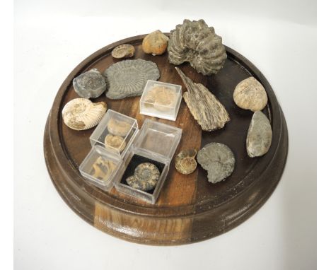 Glass display dome housing a collection of various ammonite fossils