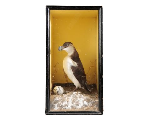 TAXIDERMY: A RAZOR BILL WITH SPECKLED EGG WITHIN GLAZED EBONISED CASE Victorian, realistically perched on 'snow-covered' rock