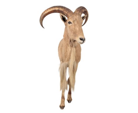 TAXIDERMY: A BARBARY SHEEP NECK MOUNT (introduced) Halseton, Eastern Cape, South Africa, as per the accompanying Rowland Ward