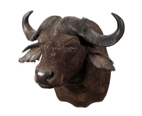 TAXIDERMY: A CAPE BUFFALO NECK MOUNT&nbsp;from Chizarira, Zimbabwe, by The Trans African Taxidermists, as per the accompanyin