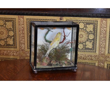 A 19th century taxidermy canary, in case with naturalistic setting, with a label verso for 'T Weston, Hairdresser & Taxidermi