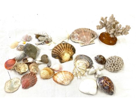 Selection of vintage and later shells 