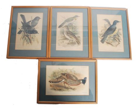 A set of 3 19th century framed and glazed 19th century lithograph prints by J.G. Keulemans. The coloured lithograph prints wi