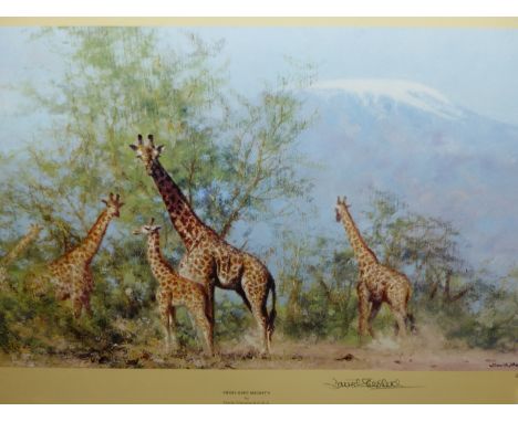 AFTER DAVID SHEPHERD. (1931-2017) ARR.   THREE ANIMAL SUBJECTS, A TIGER SKETCH,  17.5 x 24.5cms, A LION SKETCH, 17.5 x 24.5cm