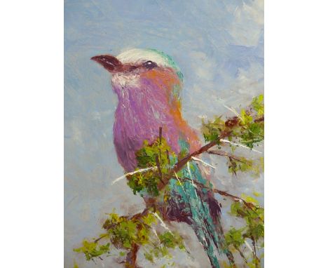 HENRY BREDENKAMP.  (1935-    )  ARR.   PORTRAIT OF AN EXOTIC BIRD, SIGNED OIL ON BOARD.  30.5 x 25cms.