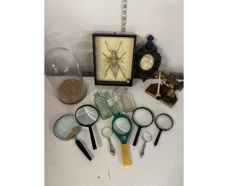 A box full of assorted collectibles including taxidermy insect and pipe rack, shipping unavailable