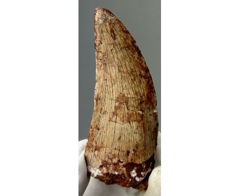 A TOOTH FROM THE AFRICAN T-REX, (Carcharodontosaurus Saharicus) Some of the largest predators to roam the earth.Kem kem basin